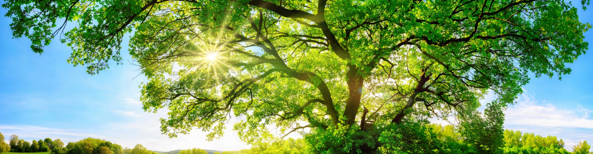 Tree in a Meadow