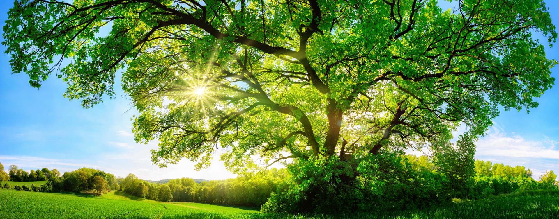 Tree in a Meadow